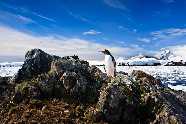 Penguin beschermt zijn nest