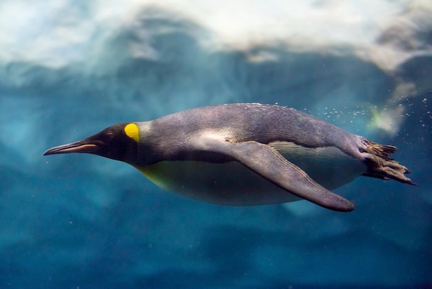 Penguin diving under ice, underwater photography.