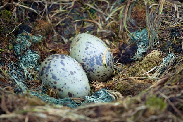 Penguin eggs into the nest