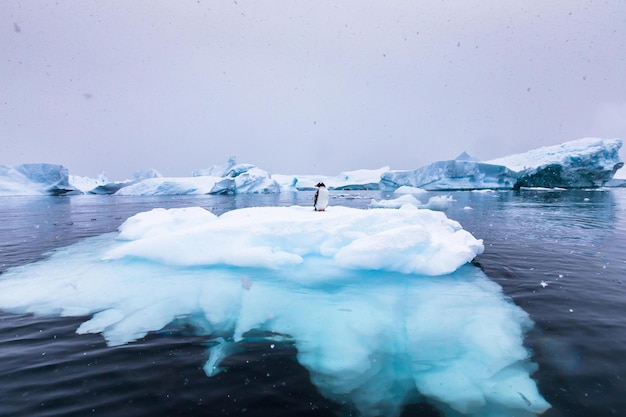 A penguin on an iceberg in the water