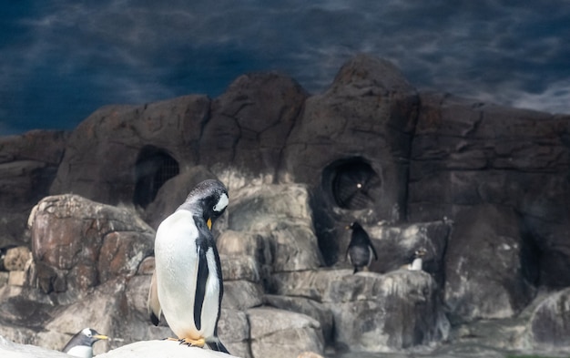 写真 羽毛をグルーミング動物園でペンギン