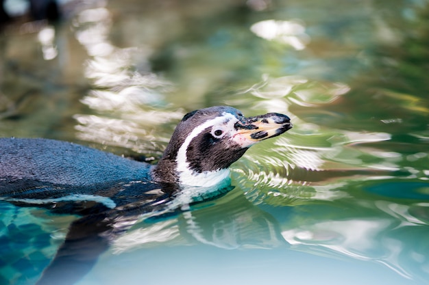 Penguin is  swimming in the zoo