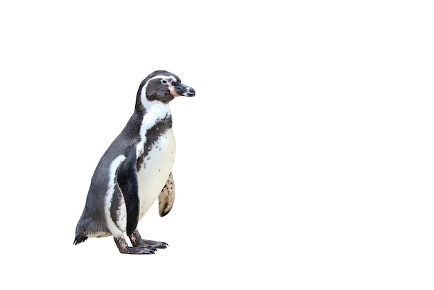 Фото Пингвин, изолированные на белом фоне.