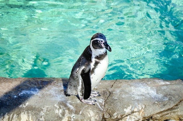 Penguin koestert zich in de zon bij het zwembad in de dierentuin Penguin rust op de rotsen bij de vijver Selectieve focus