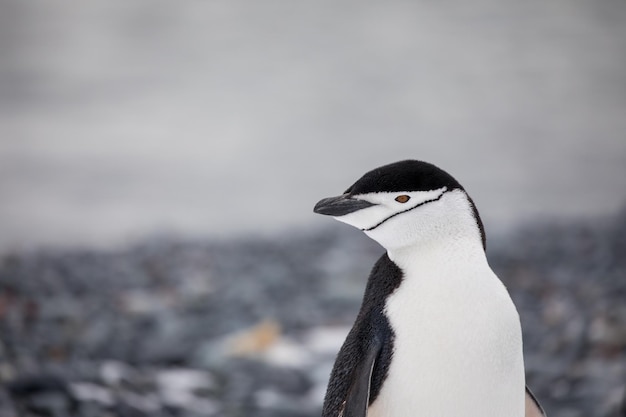 岩の形成による湖のペンギン