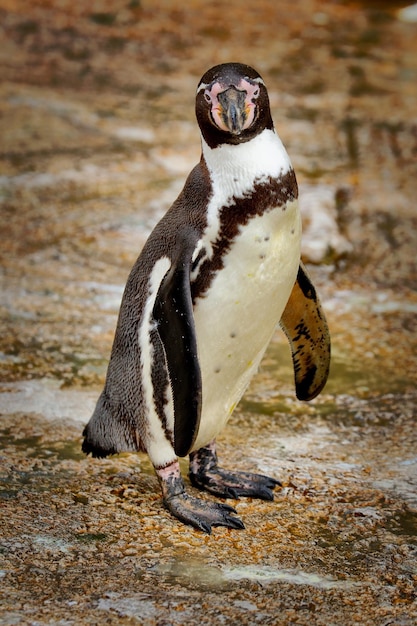 Photo penguin looking at camera