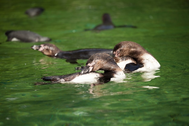 ペンギンマンコット