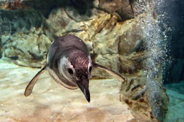 Penguin onderwater komt naar je toe