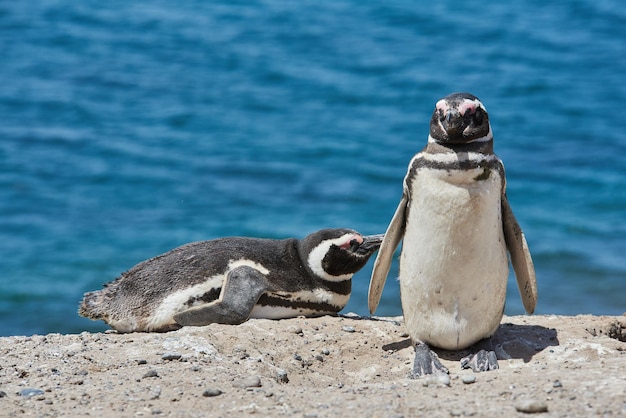 Foto pinguino sulla penisola di valdes chubut argentina