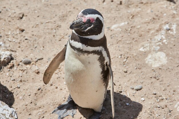 penguin on the peninsula of Valdes chubut argentina