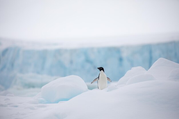 Photo penguin perching on snow