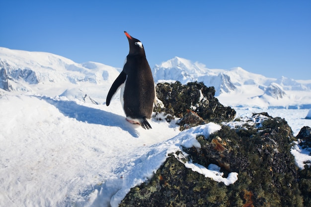 penguin on the rocks