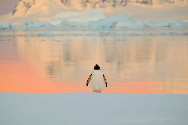 Penguin on shore during sunset