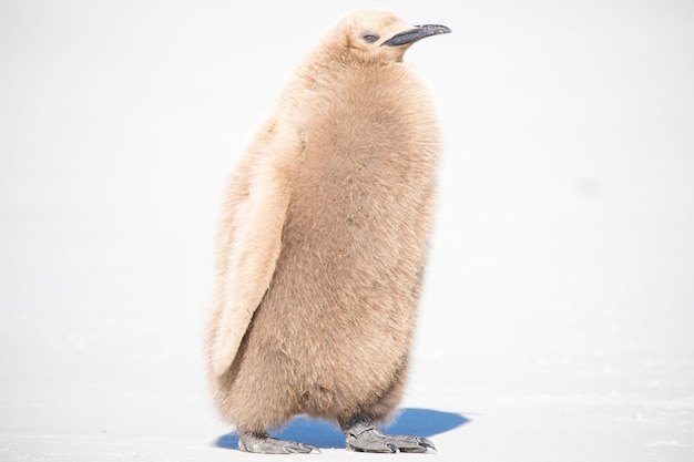 Foto pinguino sul campo coperto di neve