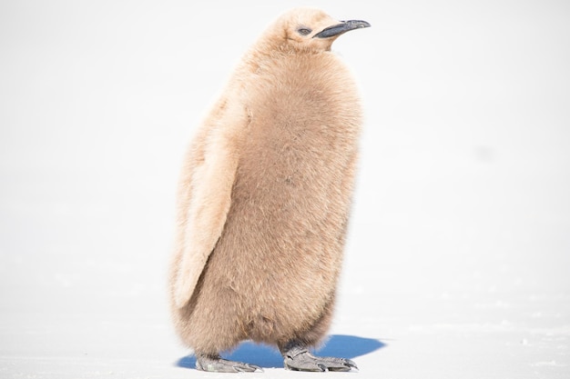 Photo penguin on snow covered field