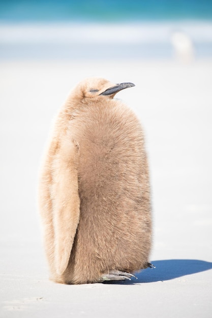 Foto pinguino sul campo coperto di neve