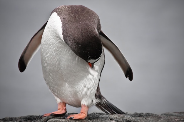 石の柱にペンギン