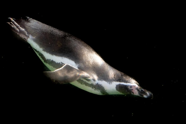 Penguin underwater isolated on black