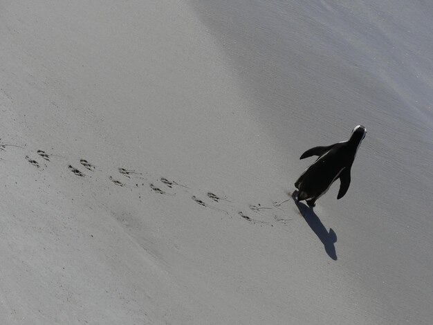 Foto pinguino che cammina sulla spiaggia