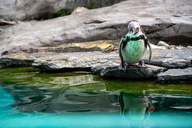 A penguin walking on rocks