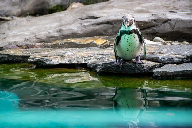 A penguin walking on rocks