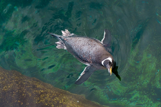 青く澄んだ水の端の海岸を歩くペンギン