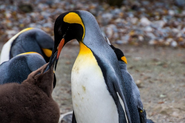 Foto un pinguino con la testa gialla e bianca