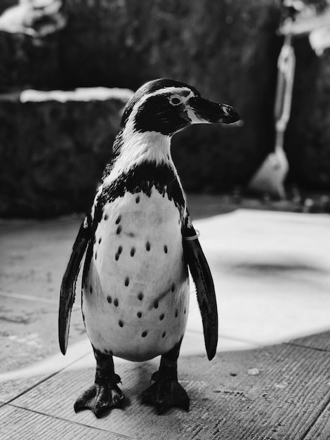 penguin at zoo