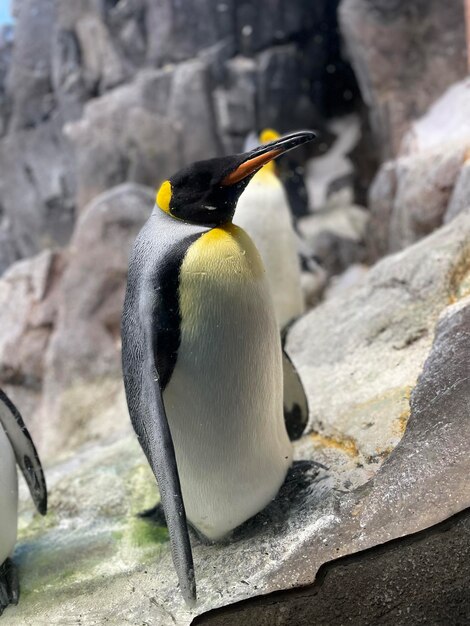 Penguin in zoo