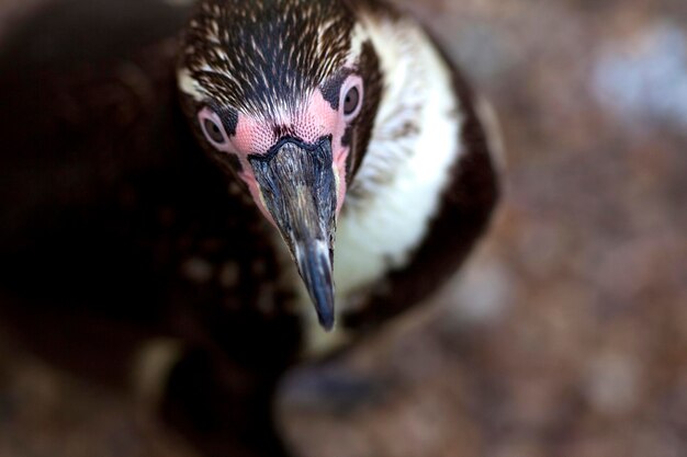 ペンギン