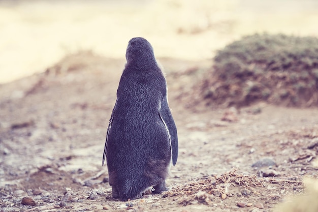 ペンギン