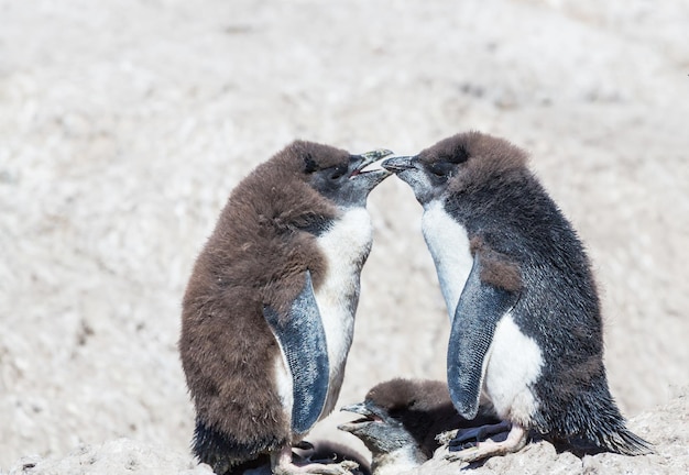 Foto pinguino