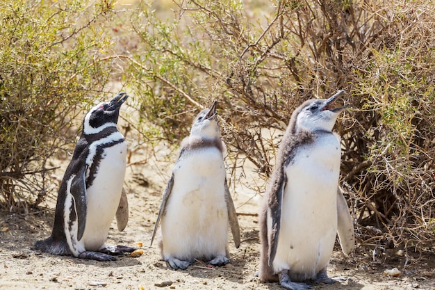 ペンギン