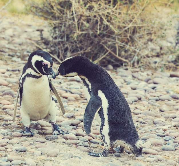 Foto pinguino