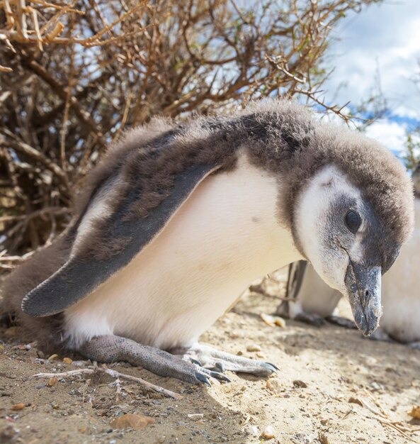 Penguin