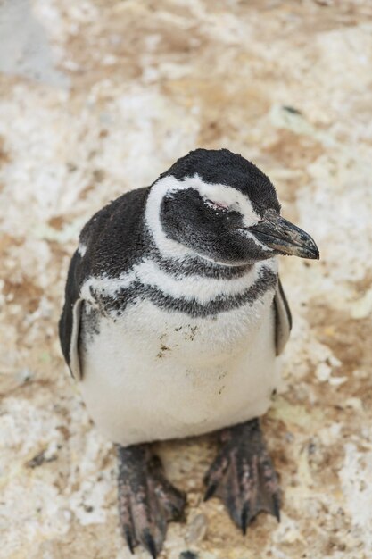 Photo penguin