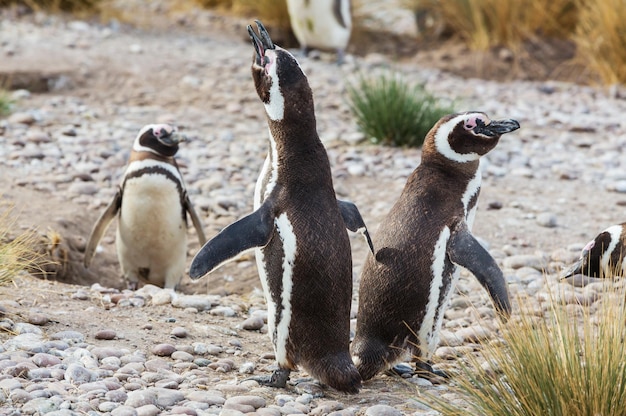 Foto pinguino