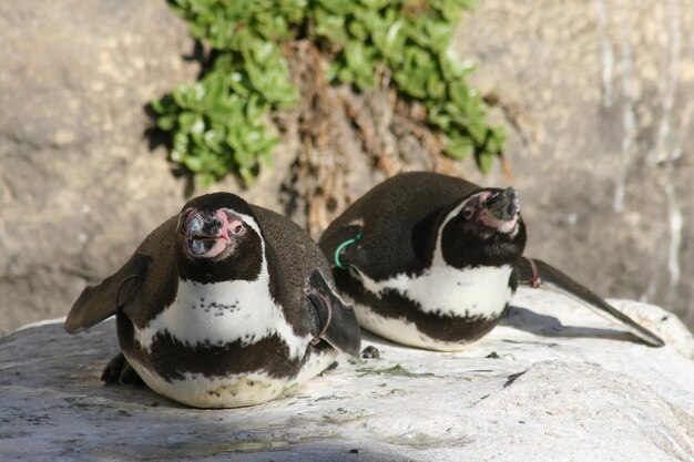 飛び立ちそうなペンギンたち