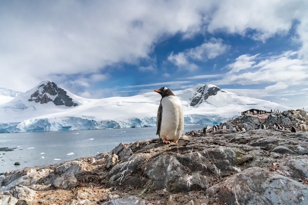 Pinguini in antartide. porto lockroy. spedizione