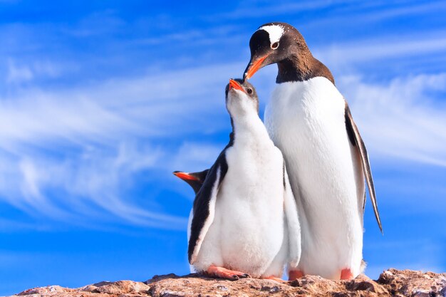 南極のペンギン