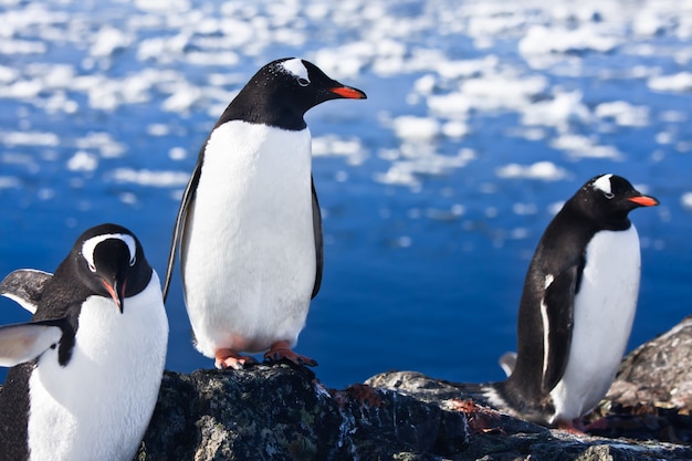 Penguins in Antarctica