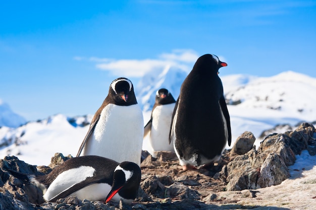 Penguins in Antarctica