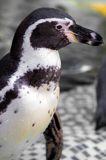 Photo penguins are wet.