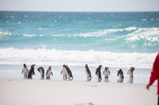 写真 浜辺のペンギン