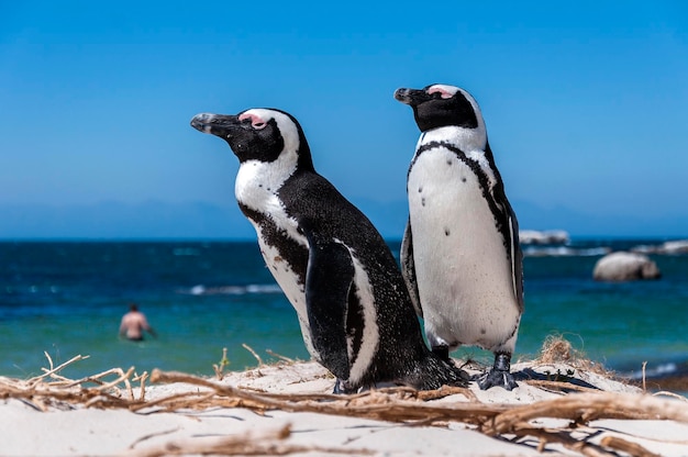 Penguins on beach against sky