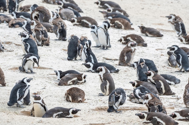 浜辺のペンギン