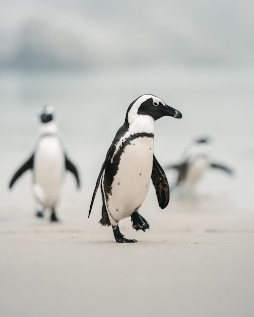 浜辺のペンギン