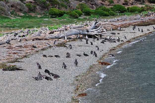 Penguins in Beagle channel, Ushuaia, Tierra del Fuego, Argentina