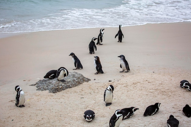 Penguins at the boulder beach in South Africa