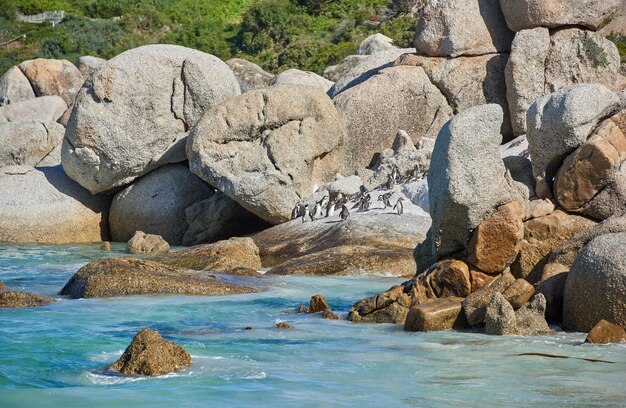 南アフリカのボールダーズビーチのペンギン空の海辺のビーチの岩で楽しんで遊んでいる鳥ケープタウンの人里離れた人里離れた人気のある観光名所の動物